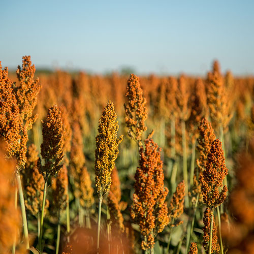 Farine de sorgho
