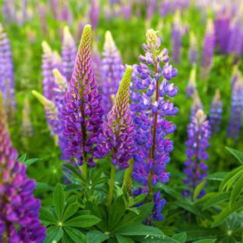 Farine de lupin